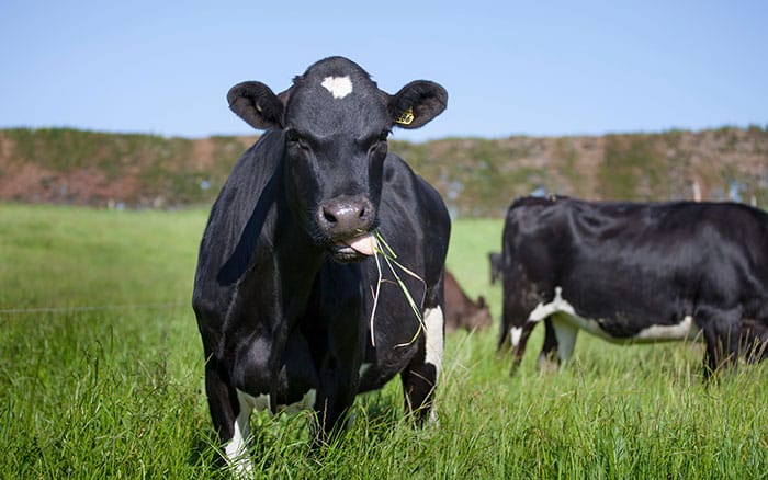 Cows eating grass