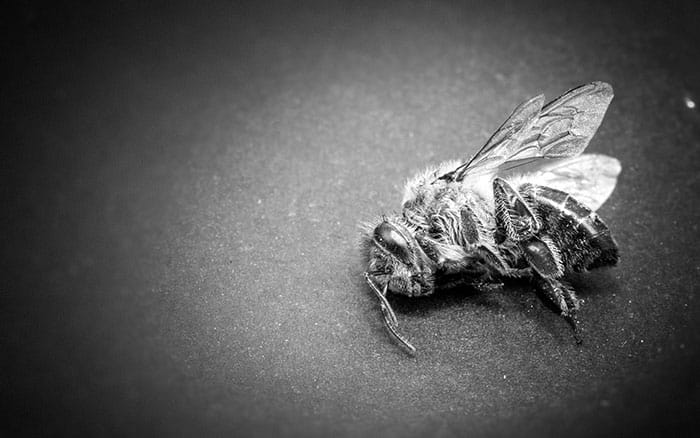 sad looking dead bee