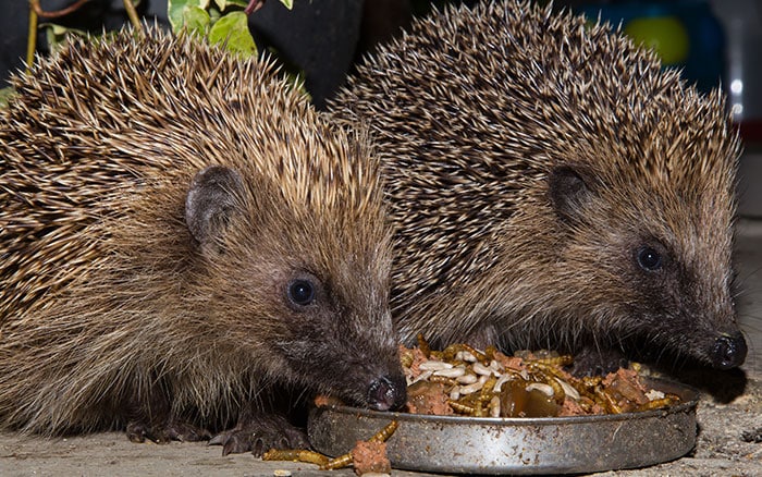 hedgehogs eating