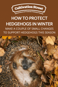 Hedgehogs in winter