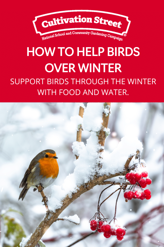 How to help birds over winter - Cultivation Street