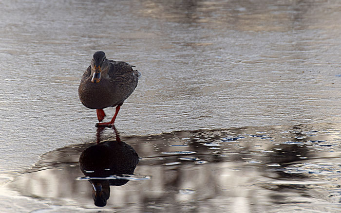 Duck looking for a water source on a frozen pond