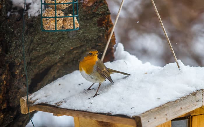 robin in winter looking for food