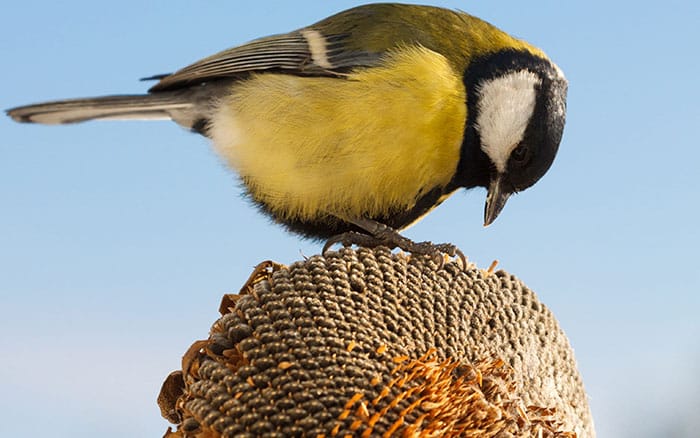 great tit bird on sunflower head for food in winter