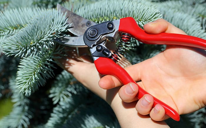 Cutting apart a real christmas tree