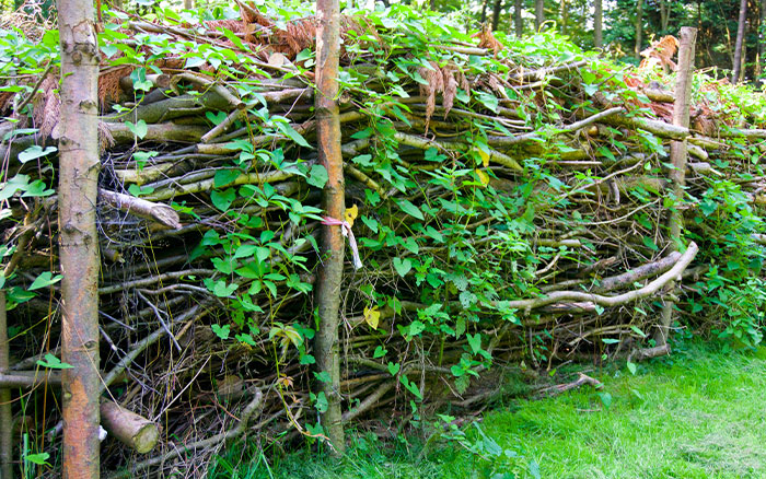 Dead hedge garden christmas tree wildlife