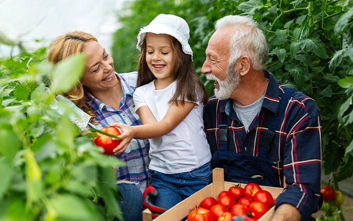Child growing tomatoes with family