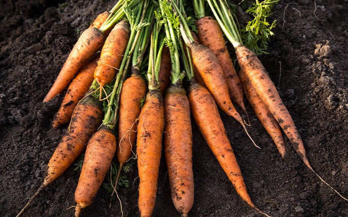 Autumn carrots