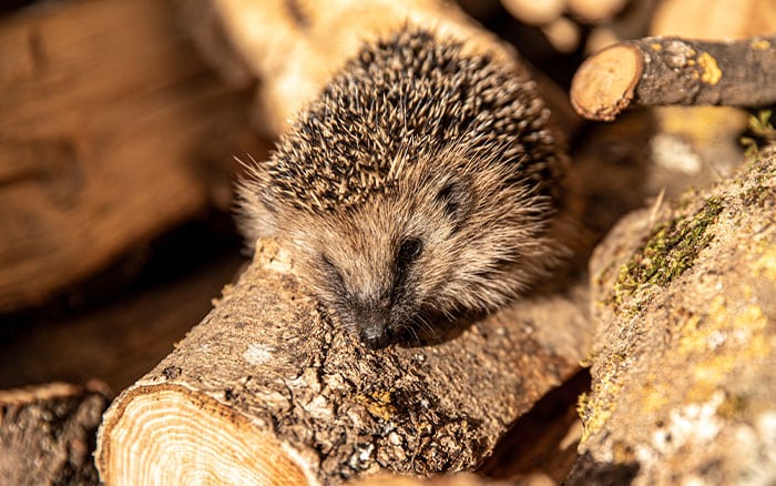 Hedgehog on a pile of wood