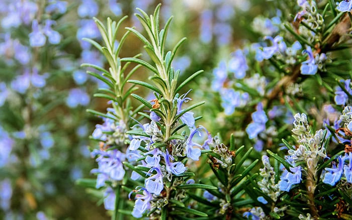 Rosemary winter herb