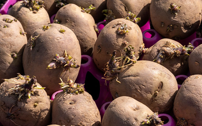 chitting potato