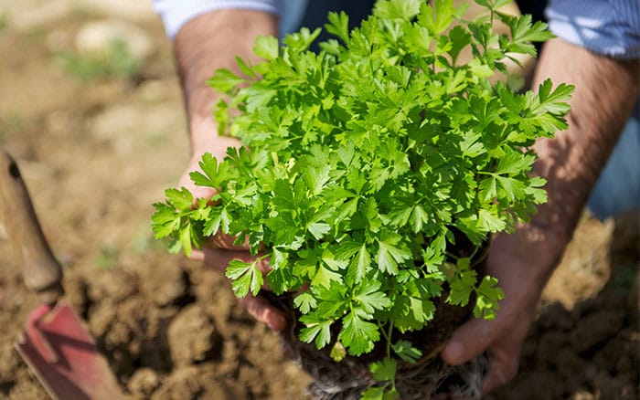 parsley winter herb