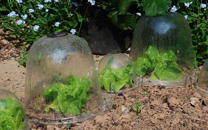 Cloches to protect plants in the garden in winter