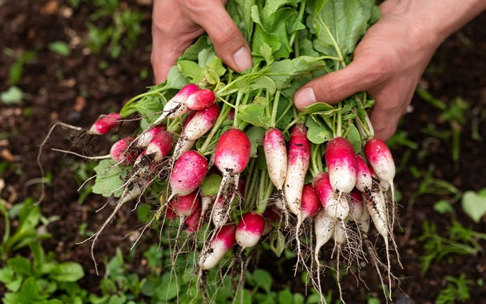 Radishes