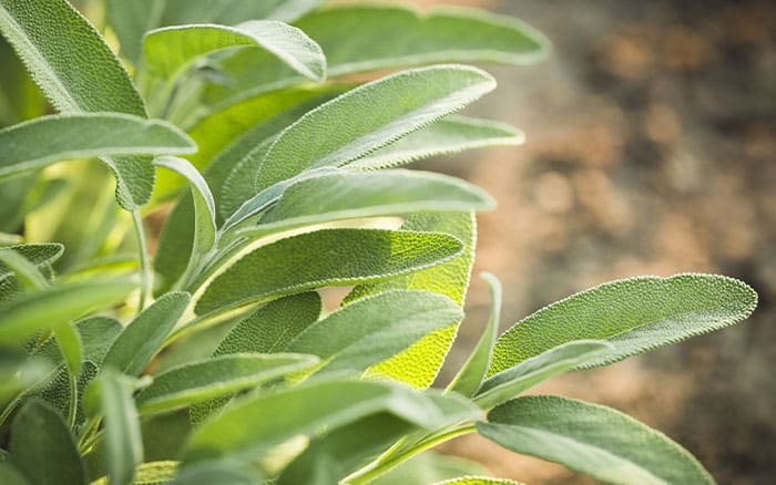 Sage leaves