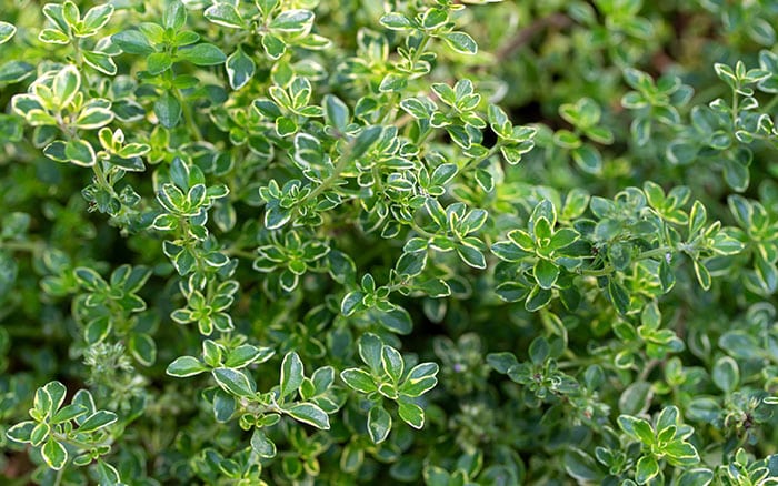 thyme