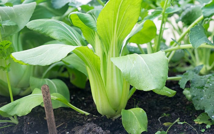 Pak Choi Bok Choi