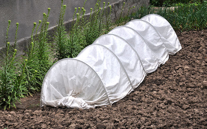 Small polytunnel to protect autumn vegetables