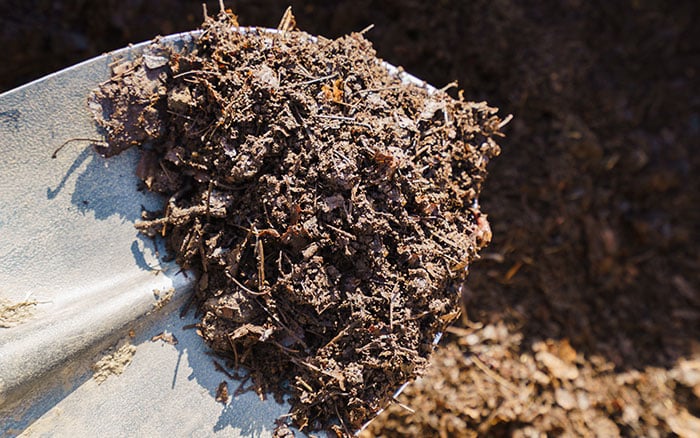 Leaves broken down into a leaf mould