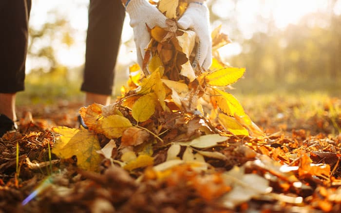 Collecting autumn leaves and foliage