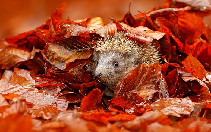 A hedgehog in a pile of leaves wildlife