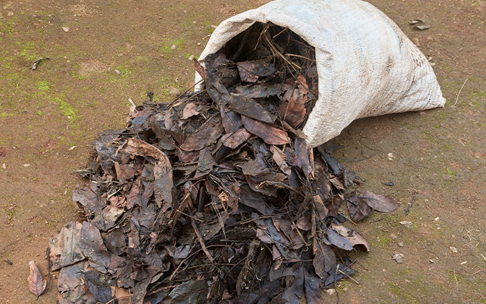 Leaf mould in a bag