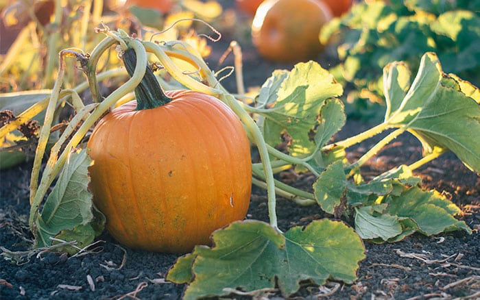 A pumpkin growing in the garden