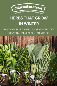 Winter herbs feature