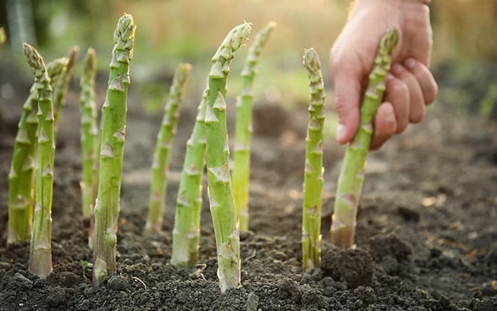 Asparagus Asparagus