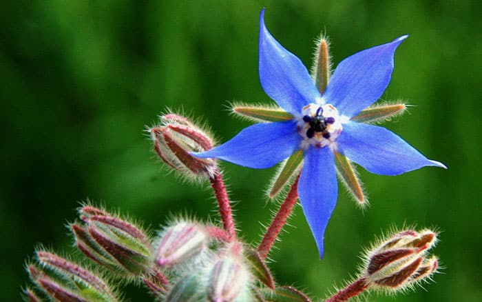 borage