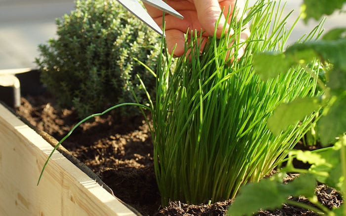 Chives Chives