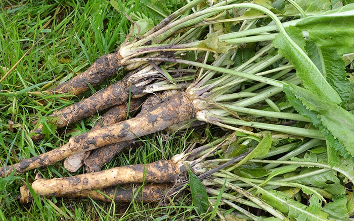 Horseradish Horseradish