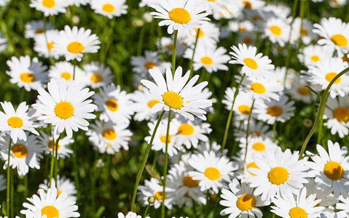 Oxeye daisy