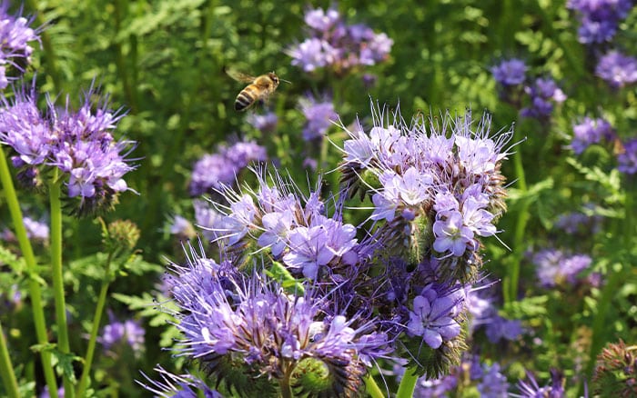 Phacelia
