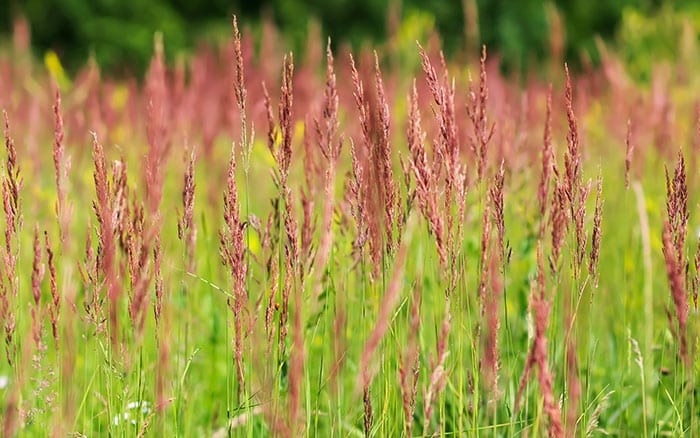 red fescue