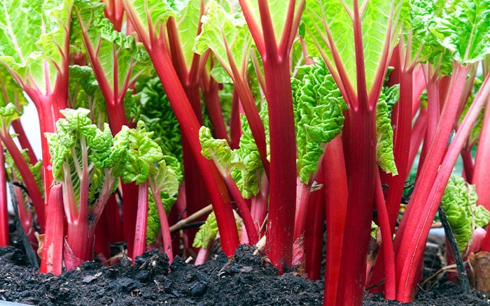 Rhubarb Rhubarb