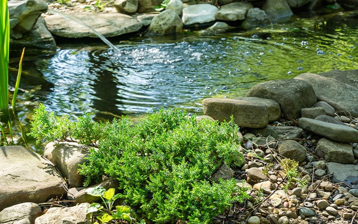 small wildlife pond