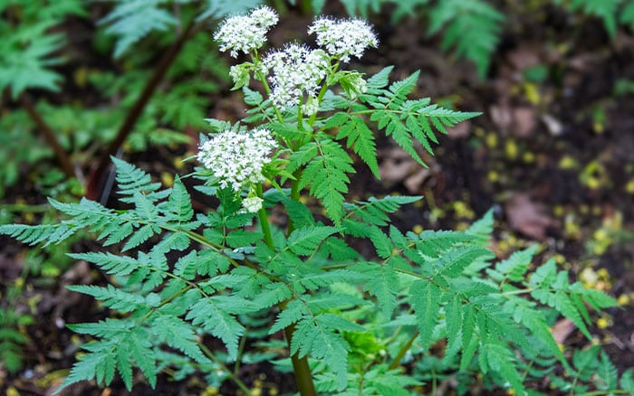Sweet-Cicely Sweet cicely