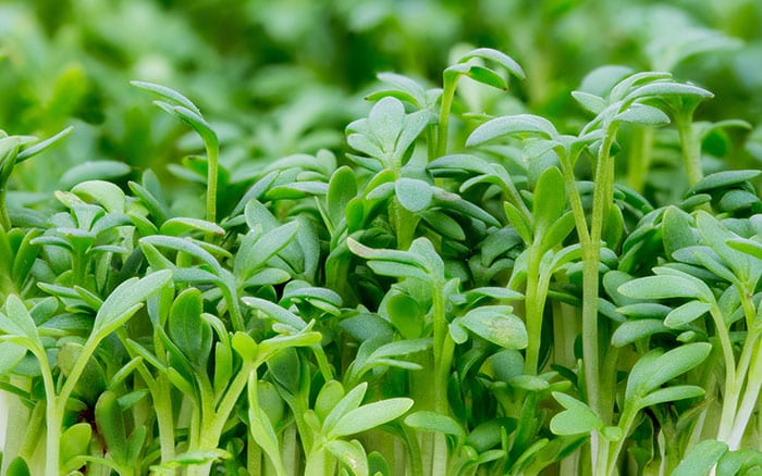 Watercress Watercress