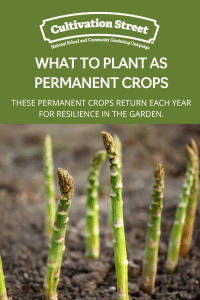 What to plant as permanent crops feature