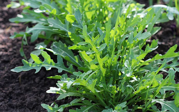 Wild-Rocket Wild rocket