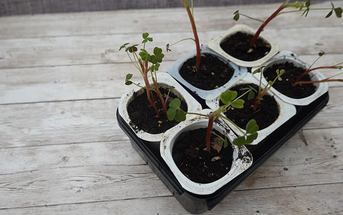 yoghurt pot seedlings