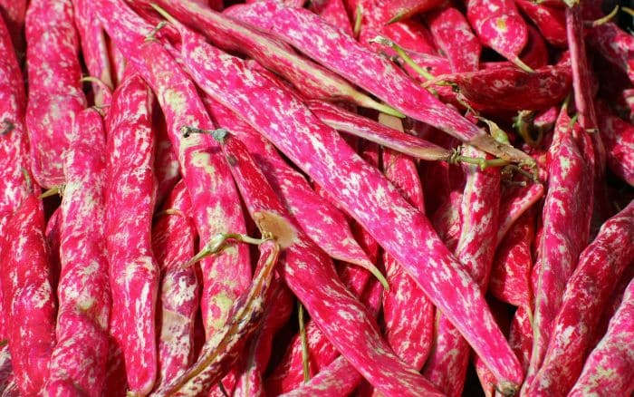 Borlotti beans