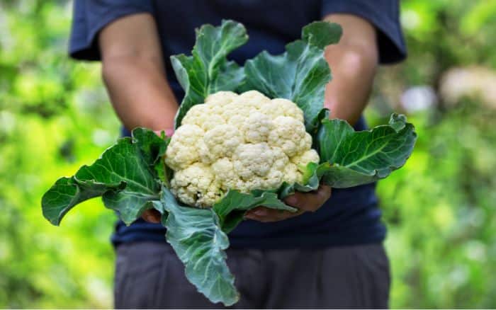 Cauliflower