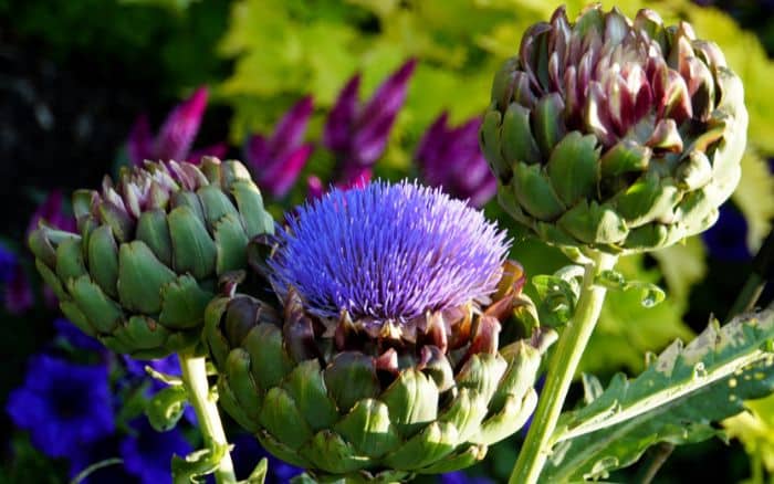 Globe artichoke