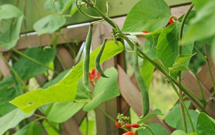 Runner beans