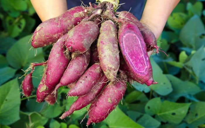 Sweet potatoes