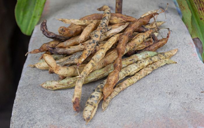 dried green bean pods