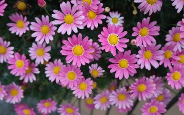 Aster